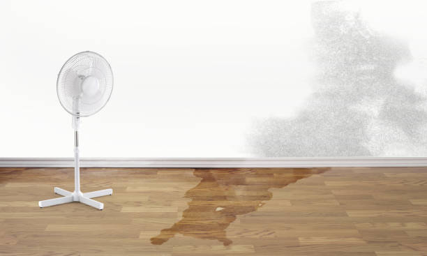 Best Flooded house restoration  in East St Louis, IL