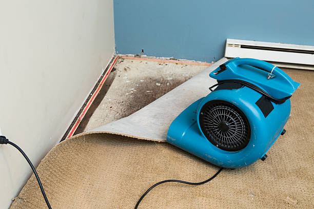 Best Carpet water damage restoration  in East St Louis, IL
